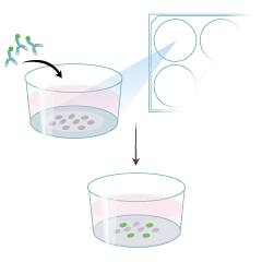MAGM212B Protocol Graphic Summary
