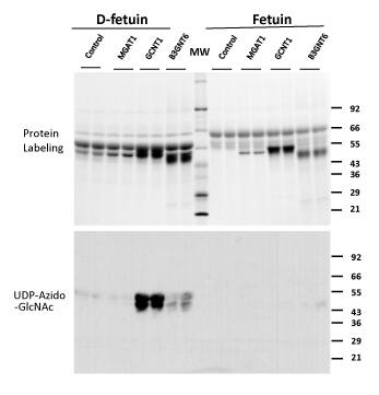 Assessing the Presence of open GlcNAc Incorporation Sites Using GlcNAc Transferases