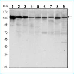 Western blot analysis of E-Cadherin Antibody