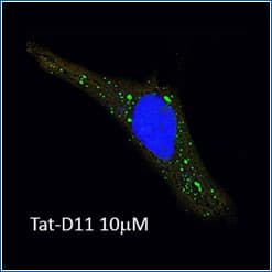 Fluorescent image of Tat-Beclin 1 D11 Autophagy Inducing Peptide