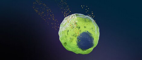 Immune cells releasing cytokines