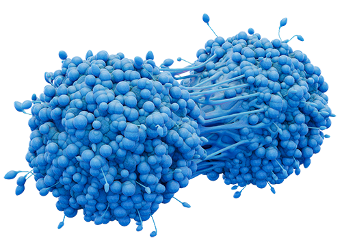 Render of a dividing cancer cell in blue
