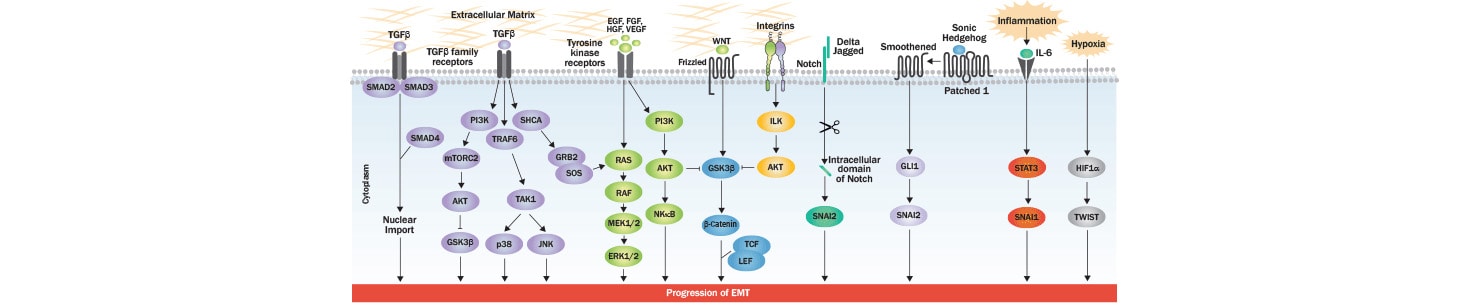Key signaling pathways of EMT regulation