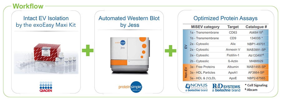 Exosome Characterization Workflow