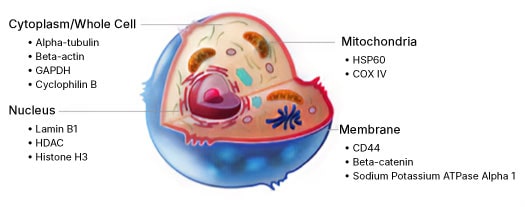 Figure 1: Cellular loading controls for western blot applications.