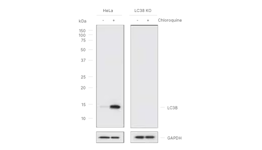 Figure 2: Knockout validated Western blot