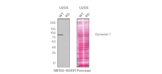 Figure 6: Knockout validated Western blot showing lysates from parental and Dynamin knockout U20S cell lines.