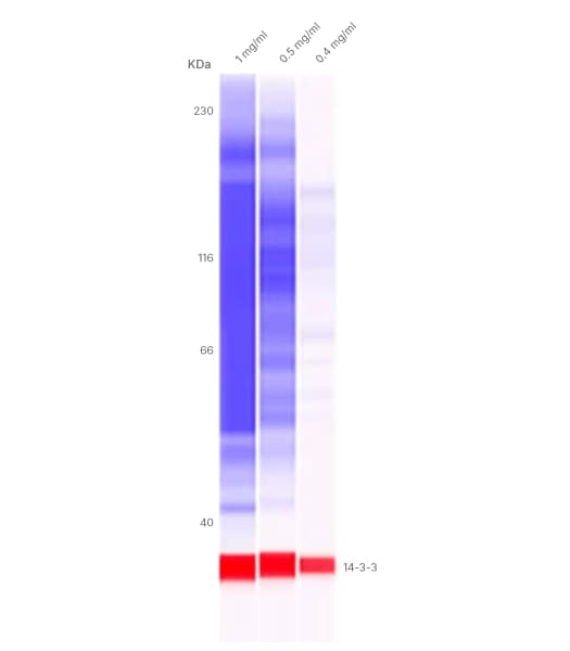 Figure 7: Simple Western lane view of protein normalization.