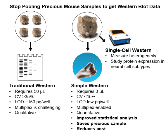Mouse Tissue Western Blot Data with Simple Western