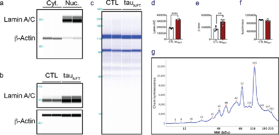 Brain Tissue Western Blot Data with Simple Western