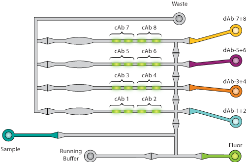 SP Multiplex Diagram