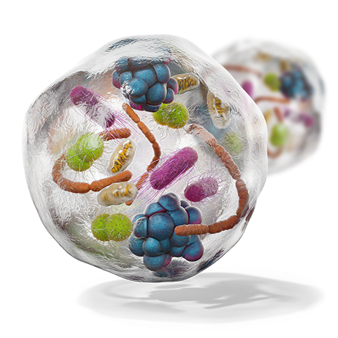 Autophagosome showing aggregated proteins, damaged organelles being targeted for elimination