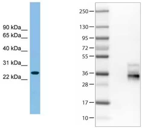 WB of Tetraspanin-4 expression in Jurkat cell lysate and Tetraspanin-7 expression in HEK293T cells.