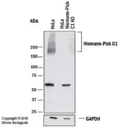 WB analysis of NPC1 expression in lysates from HeLa parental cells.