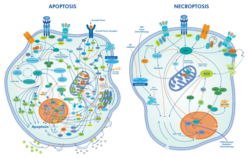 Apoptosis & Necroptosis Pathways