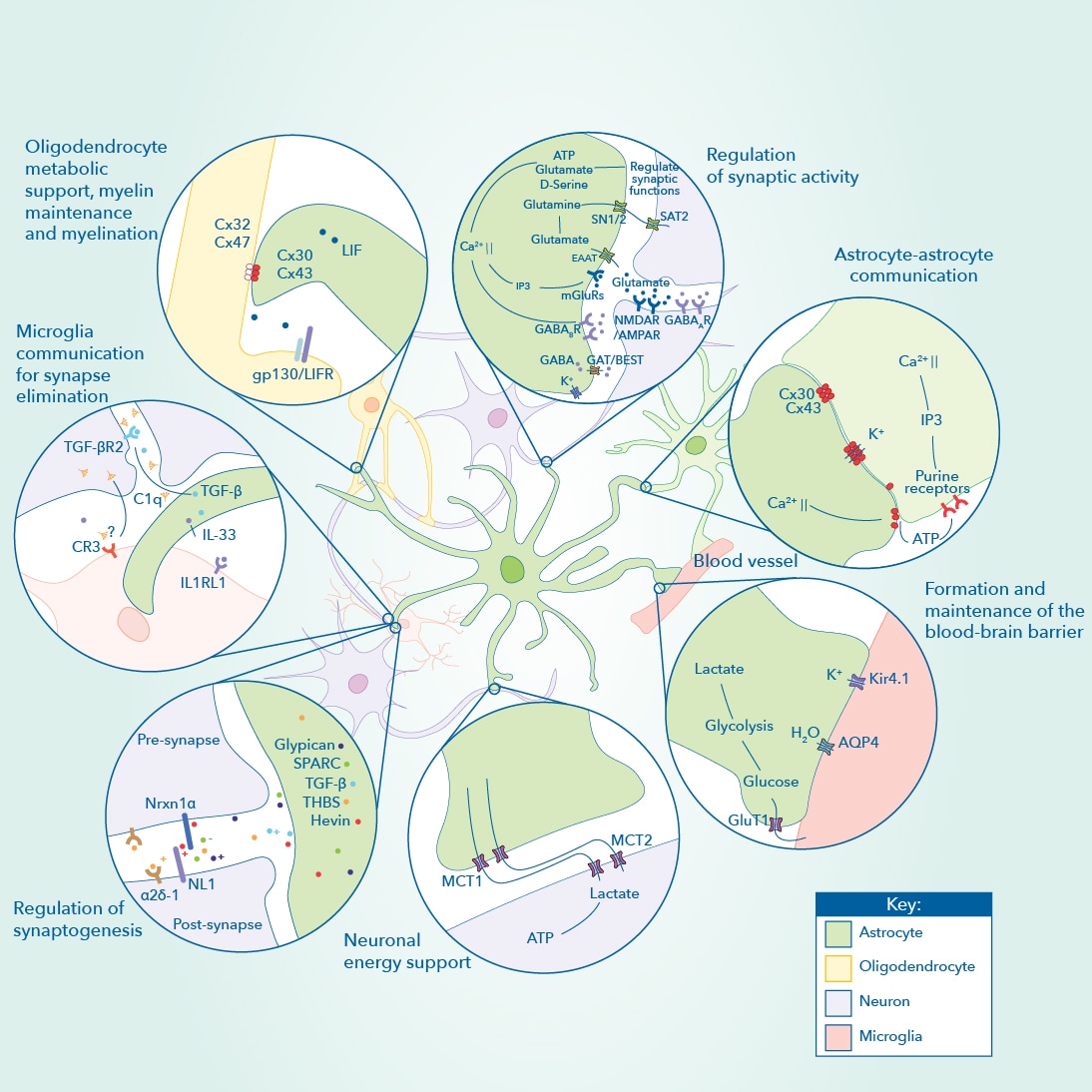 Pathways of astrocyte development and function
