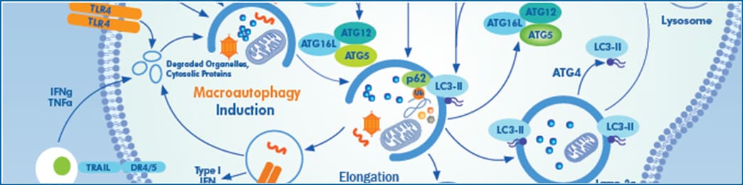 Autophagy interactive signaling pathway.