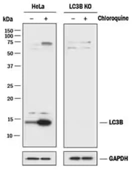 WB validation of LC3B knockout in HeLa cell lines treated with and without Chloroquine.