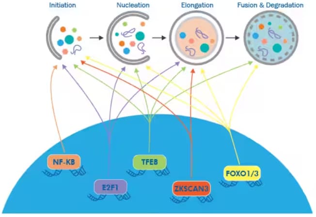 Process of autophagy under the direct influence of epigenetics.