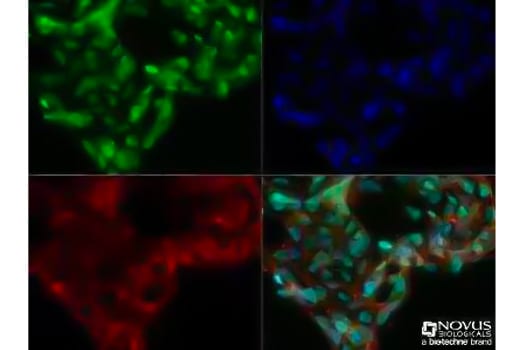Immunocytochemical analysis showing DNMT3A expression in formalin-fixed Ntera2 cells using Mouse Anti-DNMT3 Monoclonal Antibody 