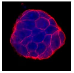 E-Cadherin expression in mouse embryonic stem cells, ICC