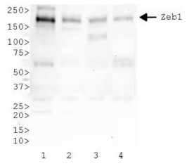 ZEB1 Antibody