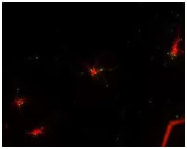 MAP2 antibody