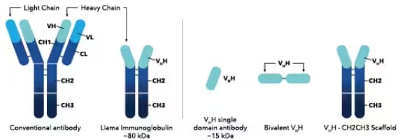 Differences between a conventional antibody, llama immunoglobulin, and various engineered antibodies.
