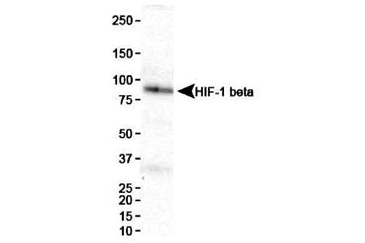 Western Blot analysis of HIF-1 beta expression in HeLa cell nuclear extracts.
