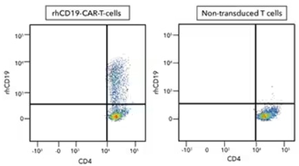 FC analysis of PBMC CD4+ and CD8+ T cells tranduced with or without CD19-CAR.