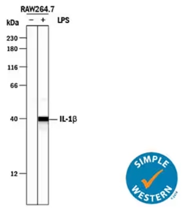 Simple Western analysis of IL-1beta expression in RAW 264.7 cell line treated with or without LPS.