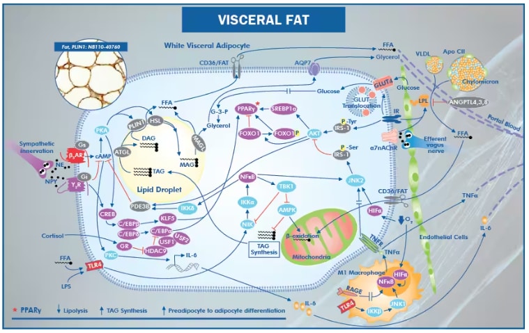 Metabolic Syndrome signaling poster