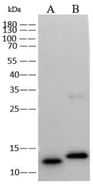 WB analysis of Monkeypox detection in lanes loaded with Monkeypox protein and Vaccinia virus protein.