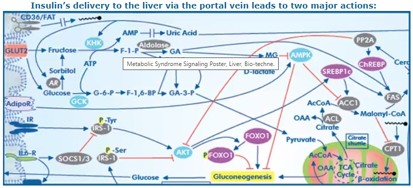 Metabolic Syndrome signaling poster: insulin delivery to the liver via the portal vein.