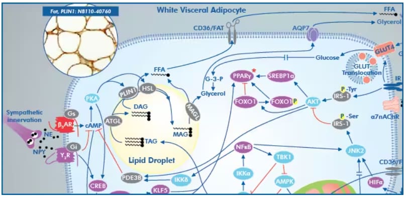 Metabolic Syndrome signaling poster: adipose tissue response to insulin.