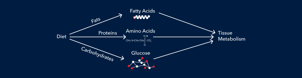 Metabolic Syndrome banner