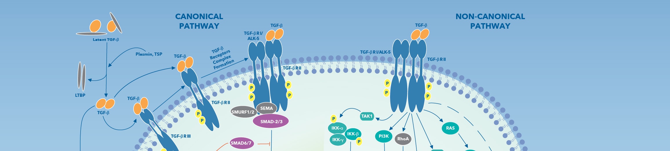 TGF-beta signaling pathway