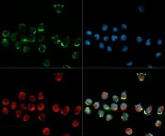 Immunocytochemical microscopic image showing CD34 expression in green in in WEHI-3 cells and counterstaining for nuclei in blue 