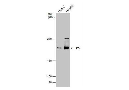 Western Blot analysis of Complement C3 expression in Huh-7 (left lane) and HepG2 (right lane) whole cell lysates.