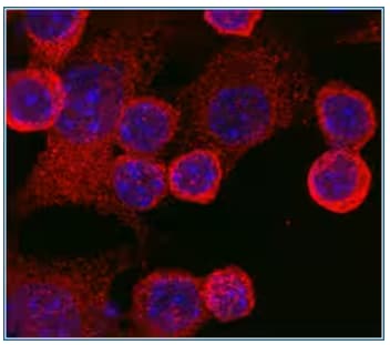 TLR4 expression in RAW264.7 mouse monocyte/macrophage cells, ICC