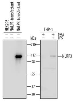 Western blot depicting NALP3/NLRP3 detection in treated and untreated cell lines.