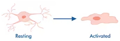 Microglia activation leads to morphological changes from ramified to an amoeboid morphology, Novus Biologicals