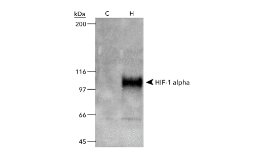 HIF-1 alpha antibody recommended positive (COS-7 Nuclear Hypoxic cell lysate) and negative (HIF-1 alpha knockout HeLa lysates) c
