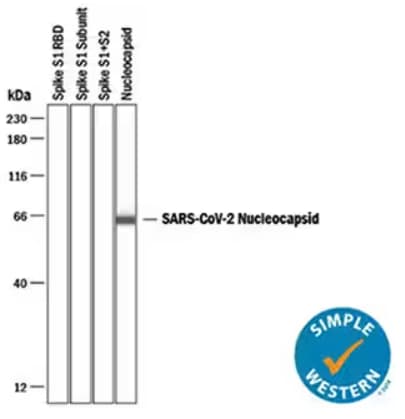 Simple Western of SARS-CoV-2 nucleocapsid expression against various SARS-CoV-2 Spike proteins.