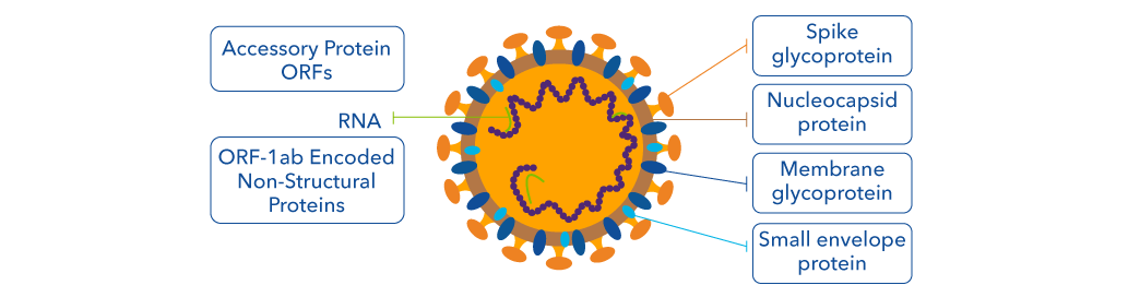 Schematic of SARS-CoV-2 virus particle showing structural and non-structural proteins.