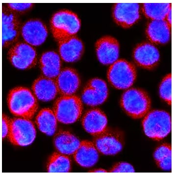 STING Antibody (723505) [MAB7169] ICC/IF analysis of U937 human histiocytic lymphoma cell line using STING antibody (clone 72350