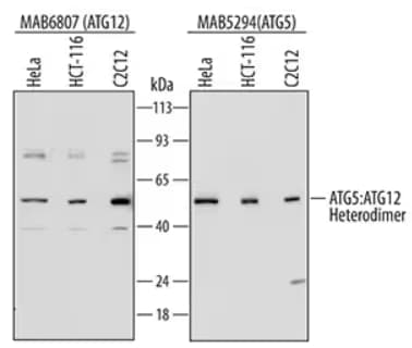 ATG12 and ATG5 expression in HeLa, HCT-116 and C2C12 mouse myoblast cell lines, WB