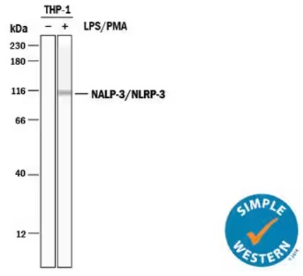 Simple Western analysis of NLRP-3 expression in THP-1 cells treated with or without PMA and LPS.