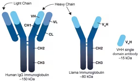 Visual comparison of Human IgG antibodies and Llama IgG antibodies