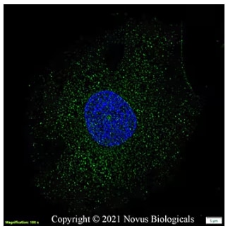 ICC analysis of HeLa cells incubated with PGC1-alpha antibody.